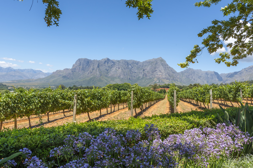 <h2>The Best of South Africa Escorted 2016</h2>13 Nights, 3 on Safari at Shamwari Game Preserve | 5 Rounds | March 2 – 16